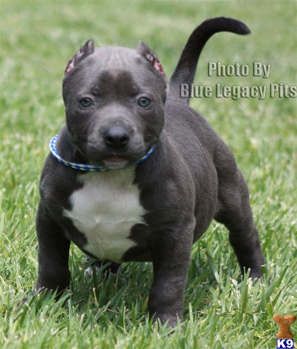 Puppies in Riverside